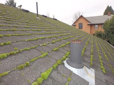 Roof Moss Removal Near Me in Bothell WA